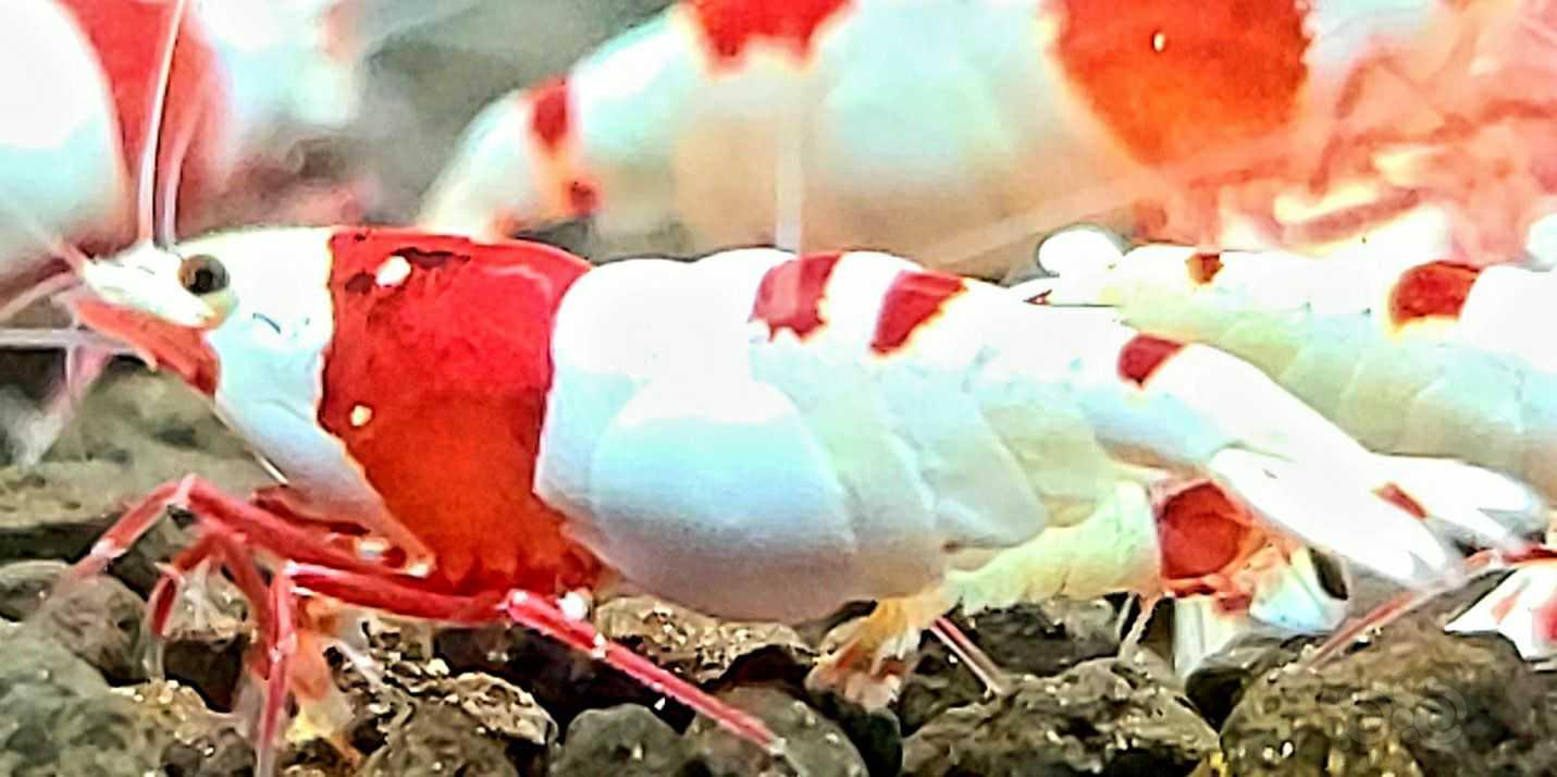 【水晶虾】出点红白苗子-图1