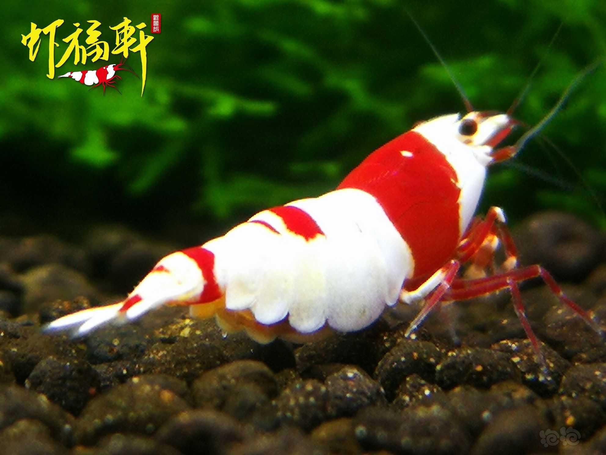 【虾】2022-06-19#RMB拍卖#品质红白2只-图1