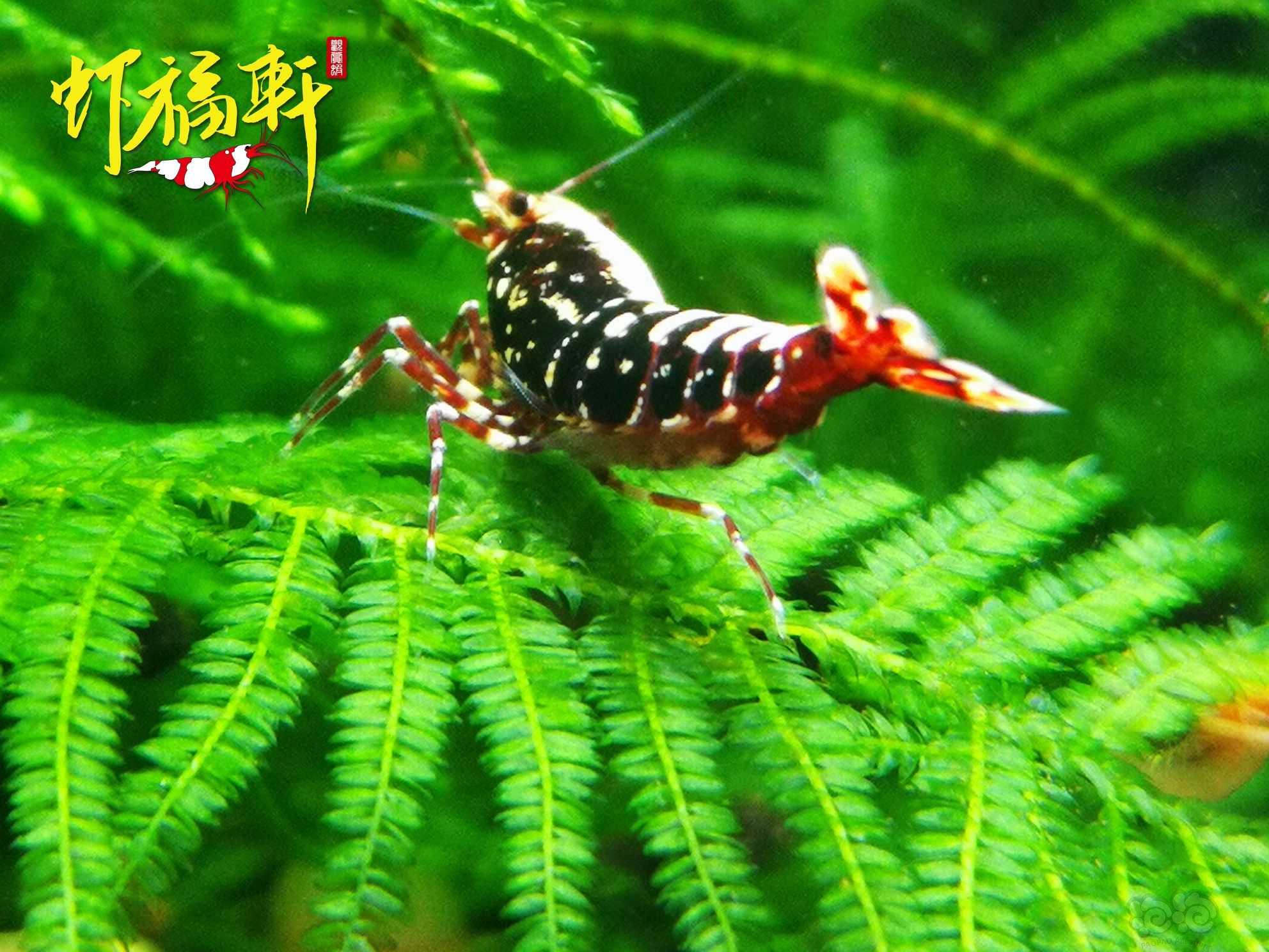 【虾】2022-06-07#RMB拍卖#红银河星钻5只-图2