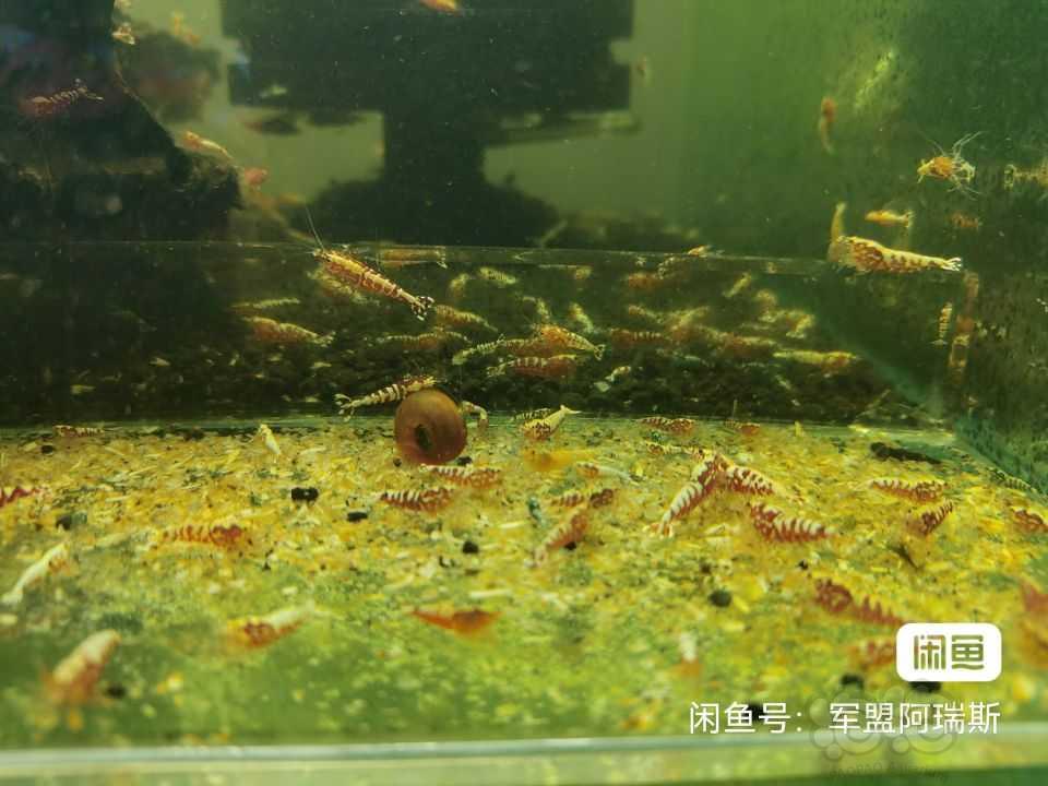 【水晶虾】出观赏虾、红银河、水晶虾3.5元每只-图4