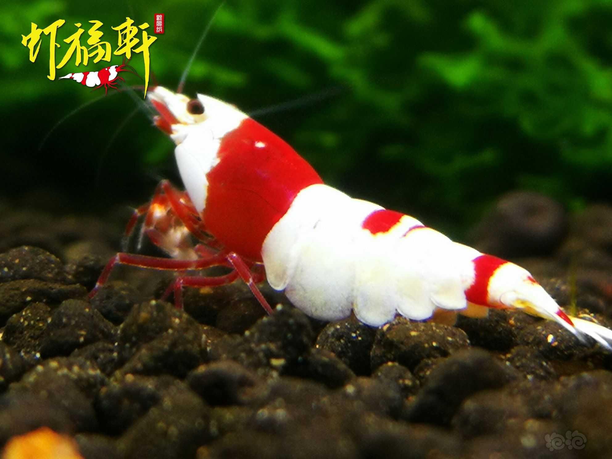 【虾】2022-06-19#RMB拍卖#品质红白2只-图3
