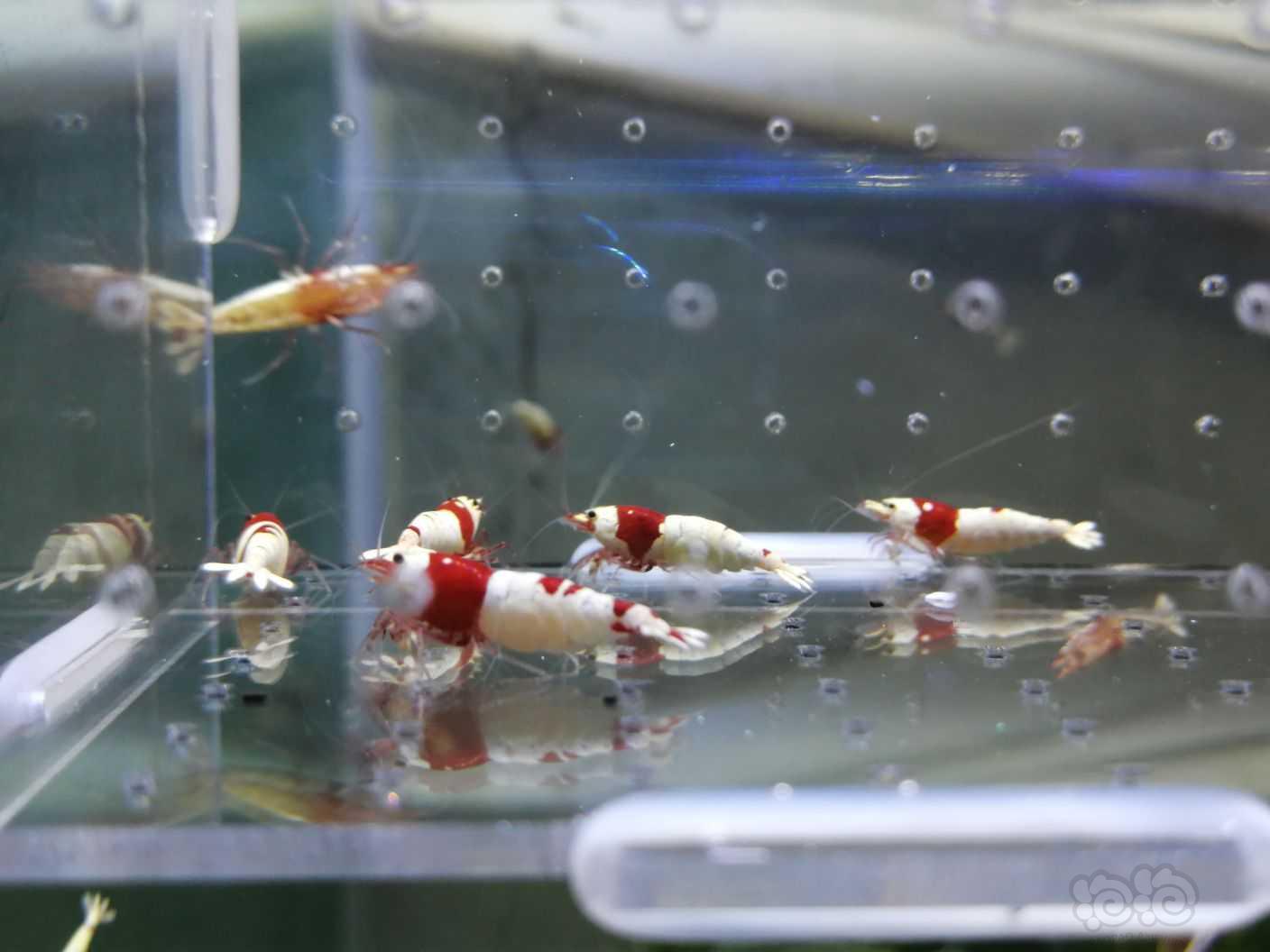 【水晶虾】纯红白水晶虾-图5