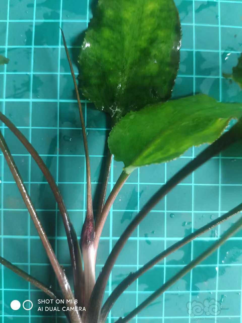 【辣椒榕】出一份柯达岗，出绿浪琴，西瓜皮繁殖株-图3