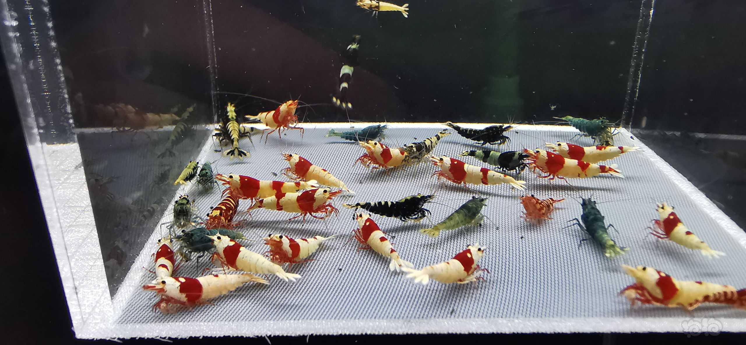 【虾】2022-06-09#RMB拍卖水晶虾40只-图6