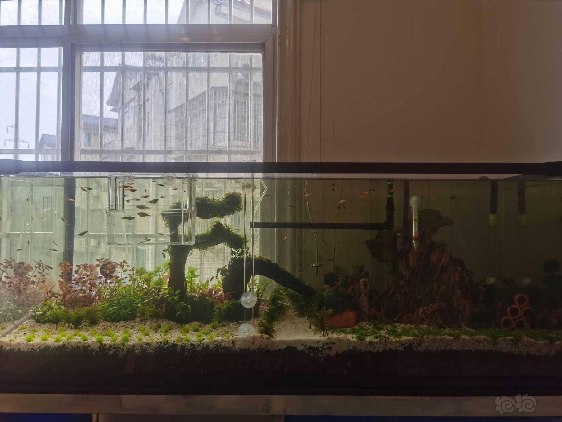 水草不冒泡 也不长 泡泡水族