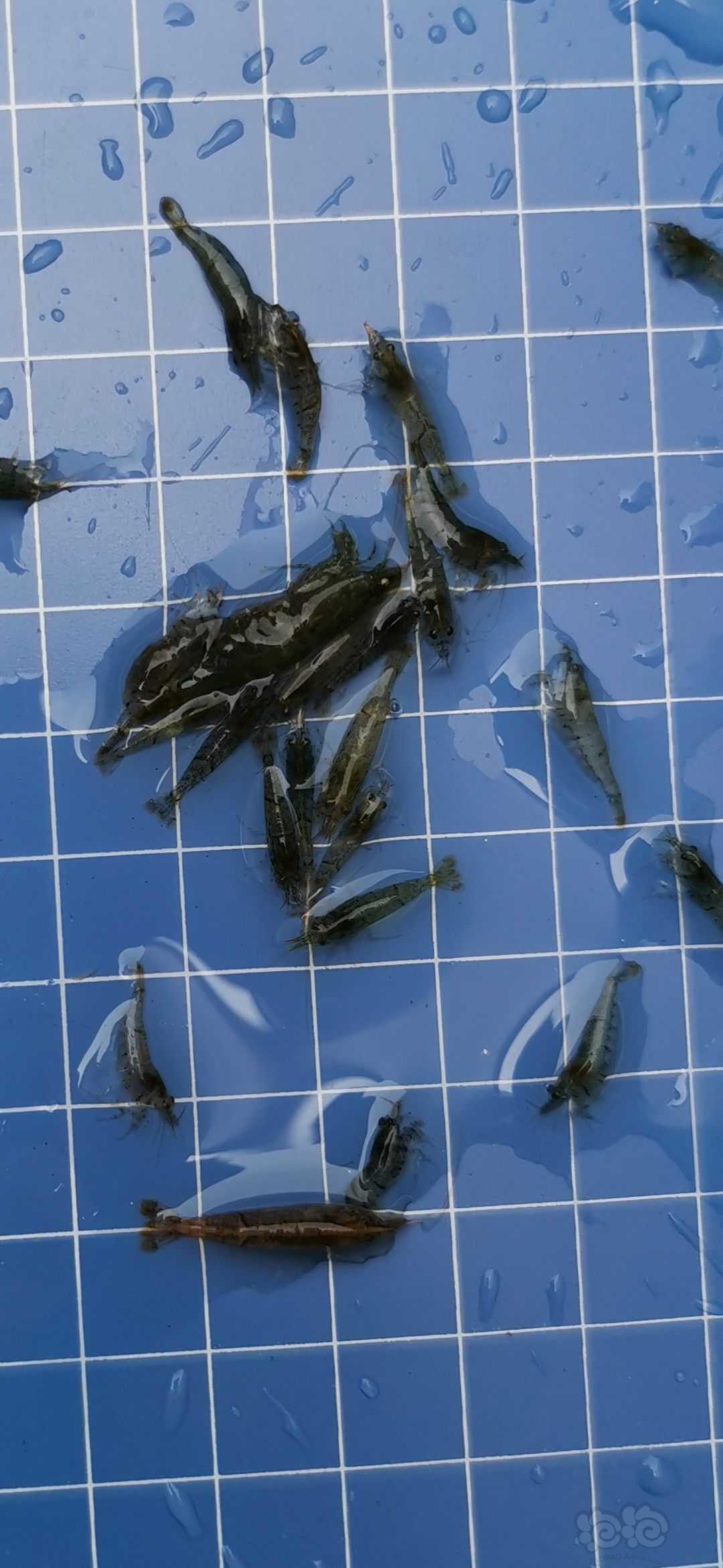 【出售】黑壳虾，定植叉，导温器-图3