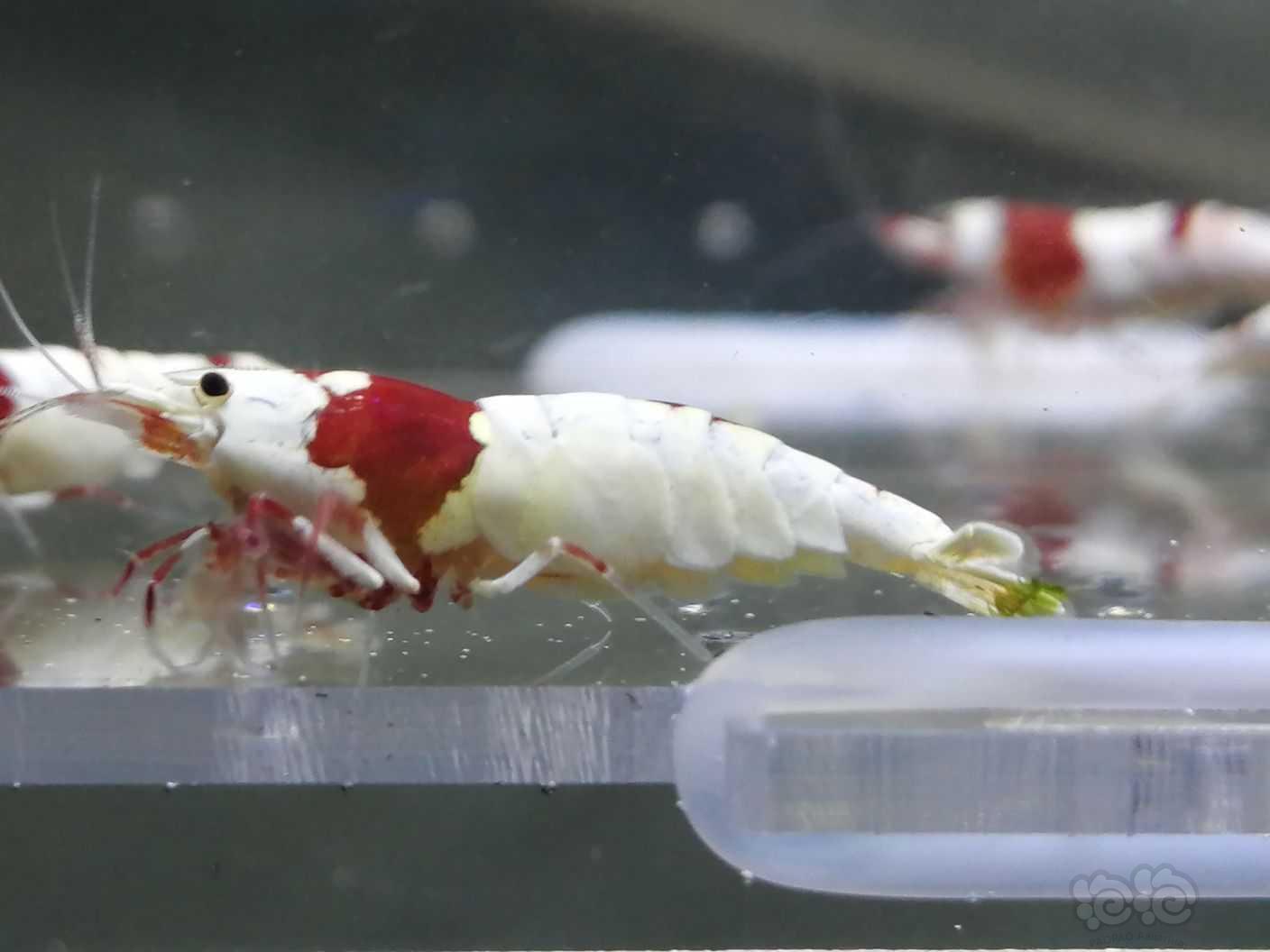 【水晶虾】纯红白水晶虾-图4