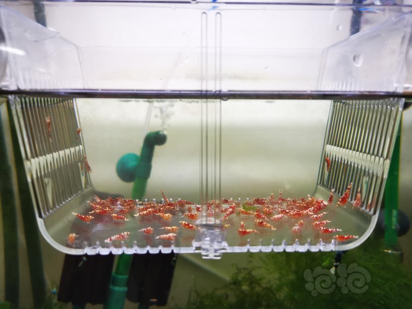 【虾】2022-06-20#RMB拍卖红花虎幼虾一组100只-图2