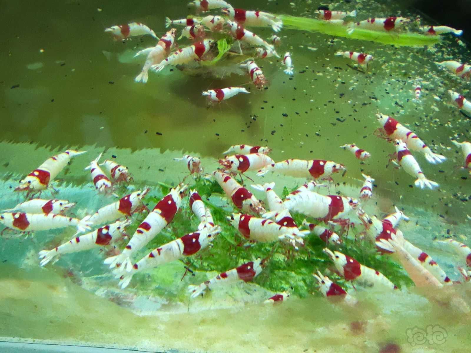 【水晶虾】纯血红白，百元套餐-图3