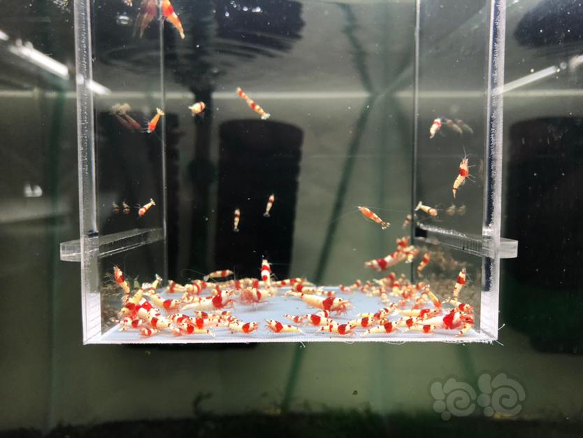 【水晶虾】出售纯血红白苗子-图3
