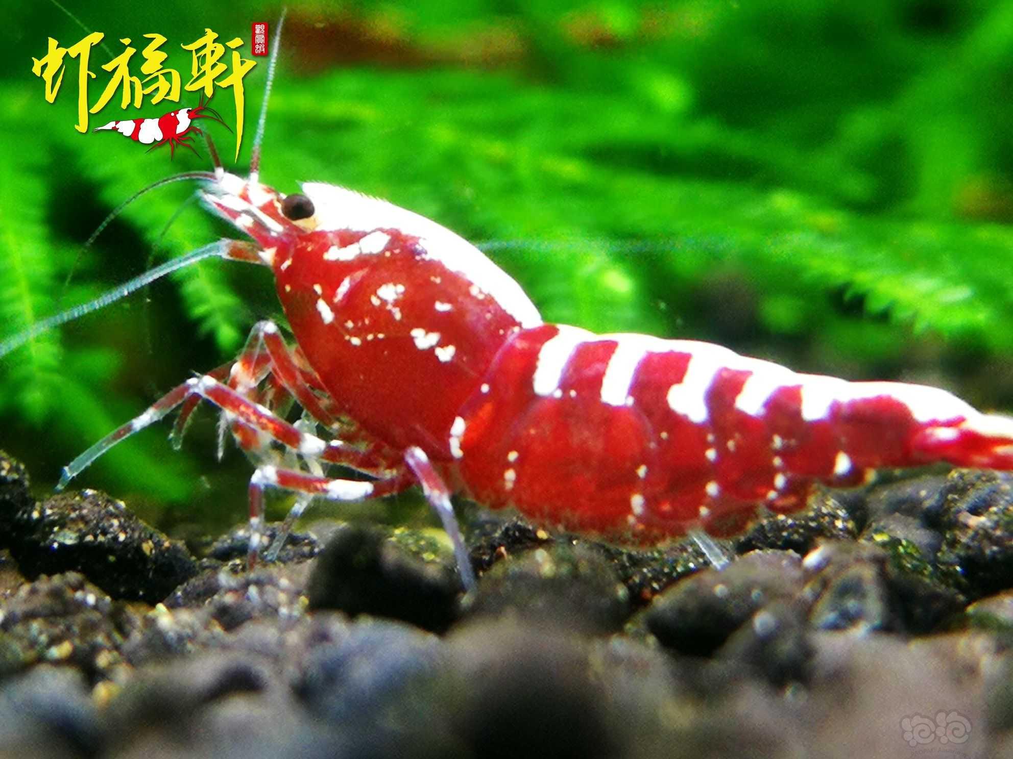 【虾】2022-06-09#RMB拍卖#红银河星钻5只-图5