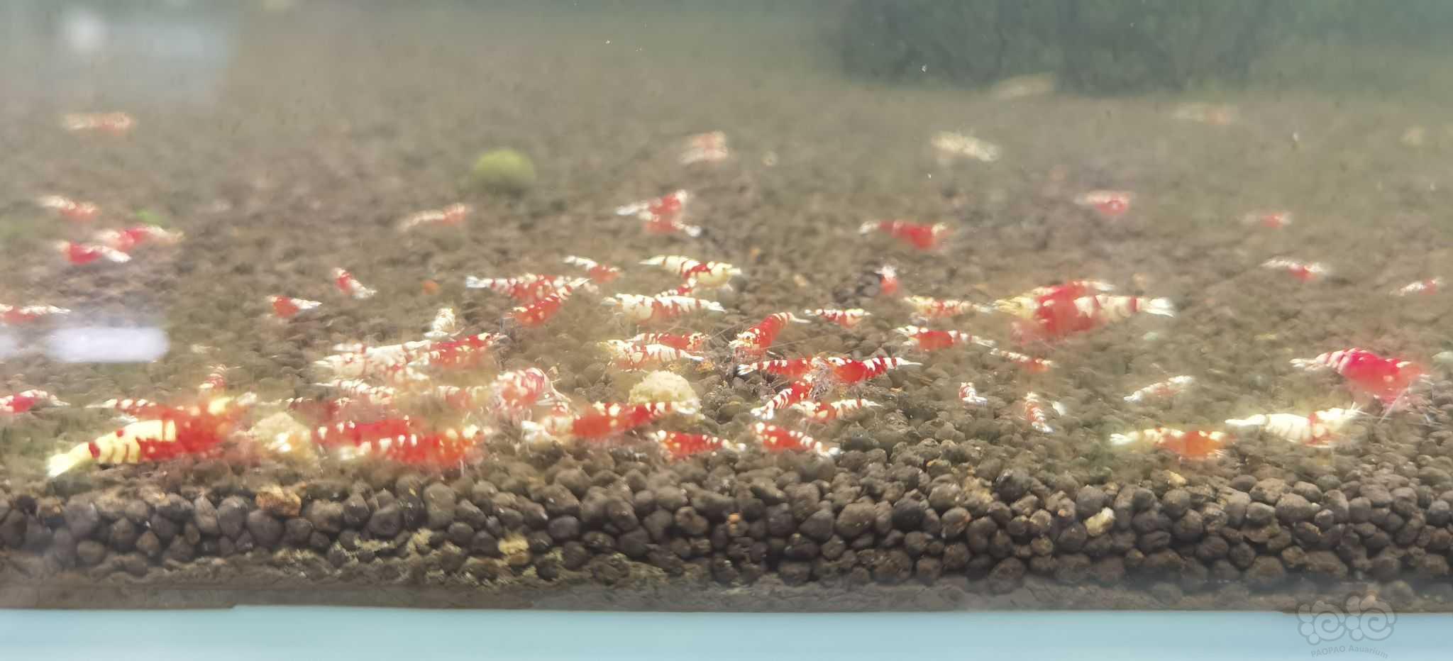 【水晶虾】出红黑花虎-图2