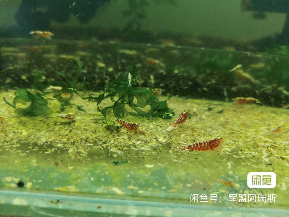 【水晶虾】出售红银河水晶虾苗子-图7