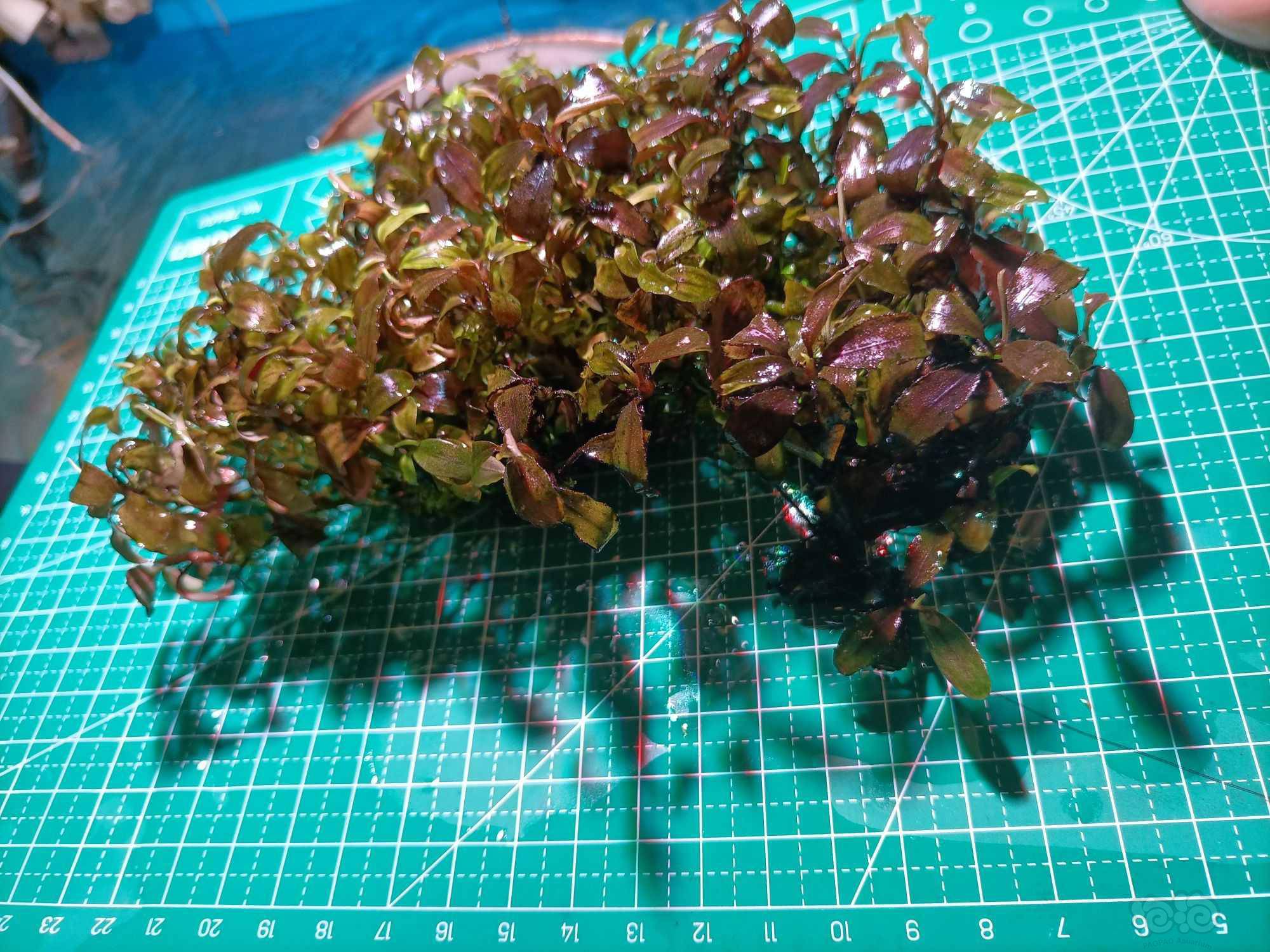 【辣椒榕】老品种 泻湖辣椒榕220厘米