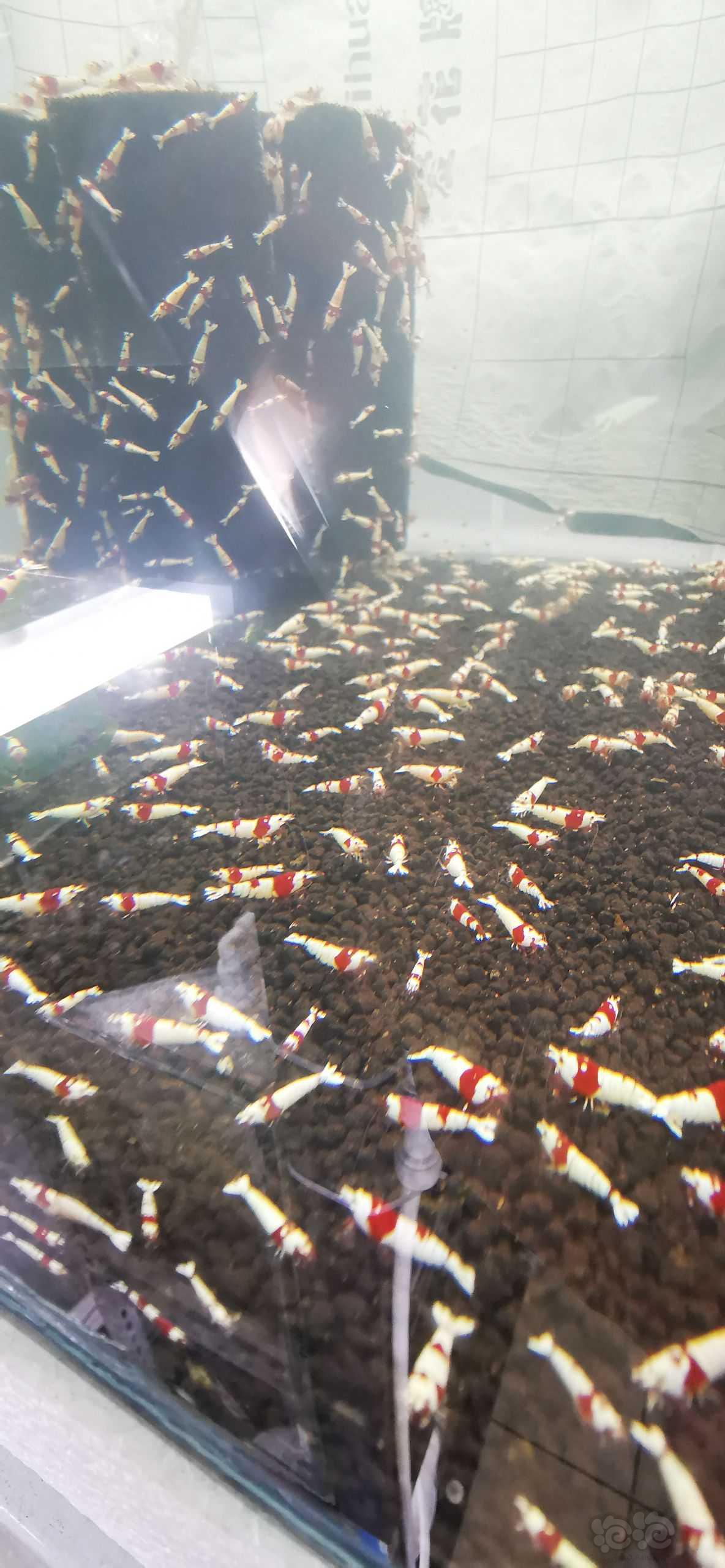 【水晶虾】出售红白纯血5组，包邮，包损-图5