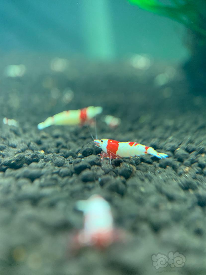 【水晶虾】出纯血红白水晶虾-图8