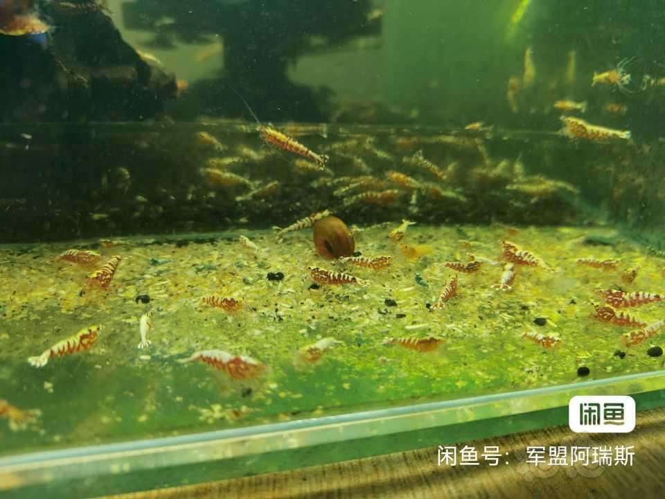 【水晶虾】出售红银河水晶虾苗子-图8