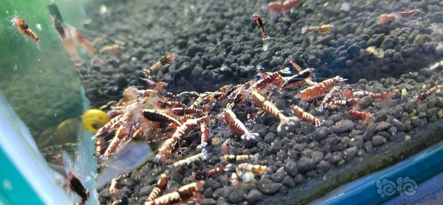 【水晶虾】出售红银河水晶虾-图2