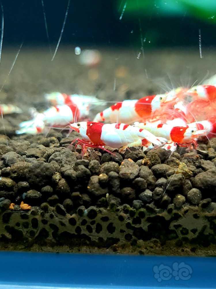 【水晶虾】出点红白苗子-图4