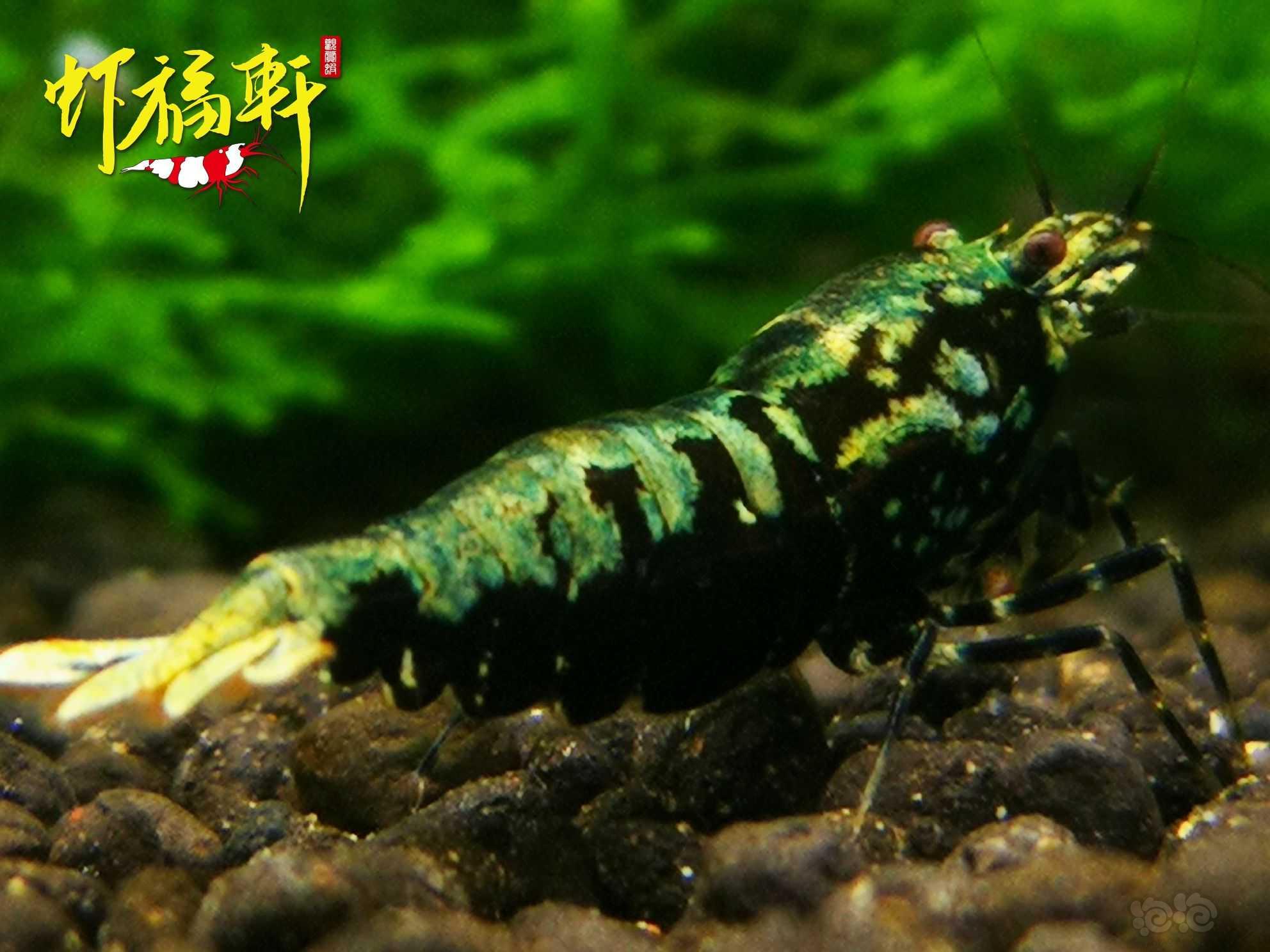 【虾】2022-06-19#RMB拍卖#银河金属蟒型表现2只-图2