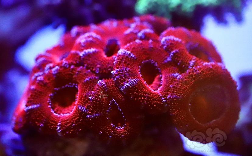 美丽的红色脑珊瑚-图1