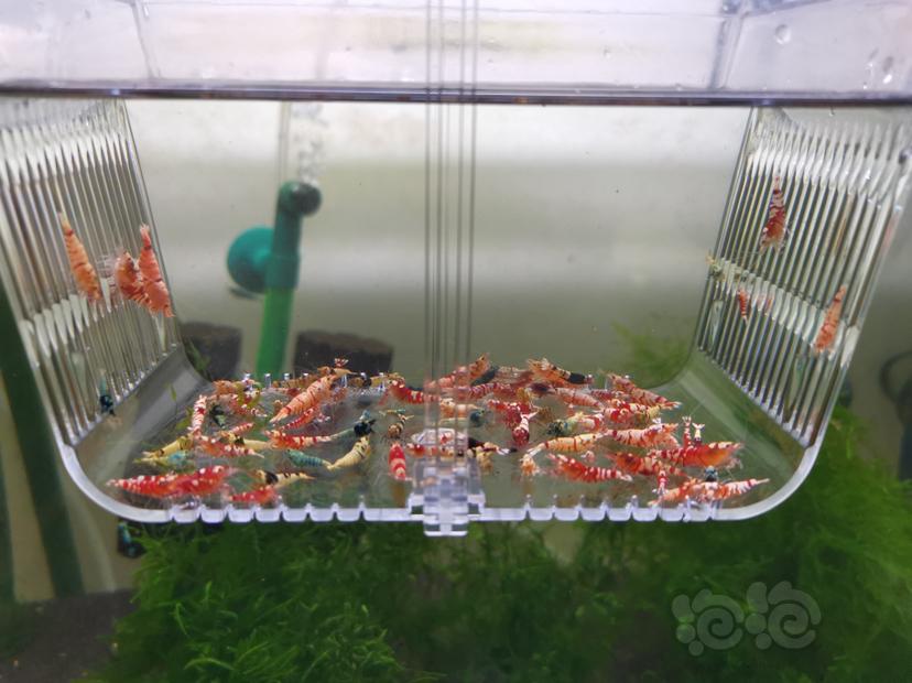【虾】2022-06-14#RMB拍卖各种淘汰虾一组100只-图3