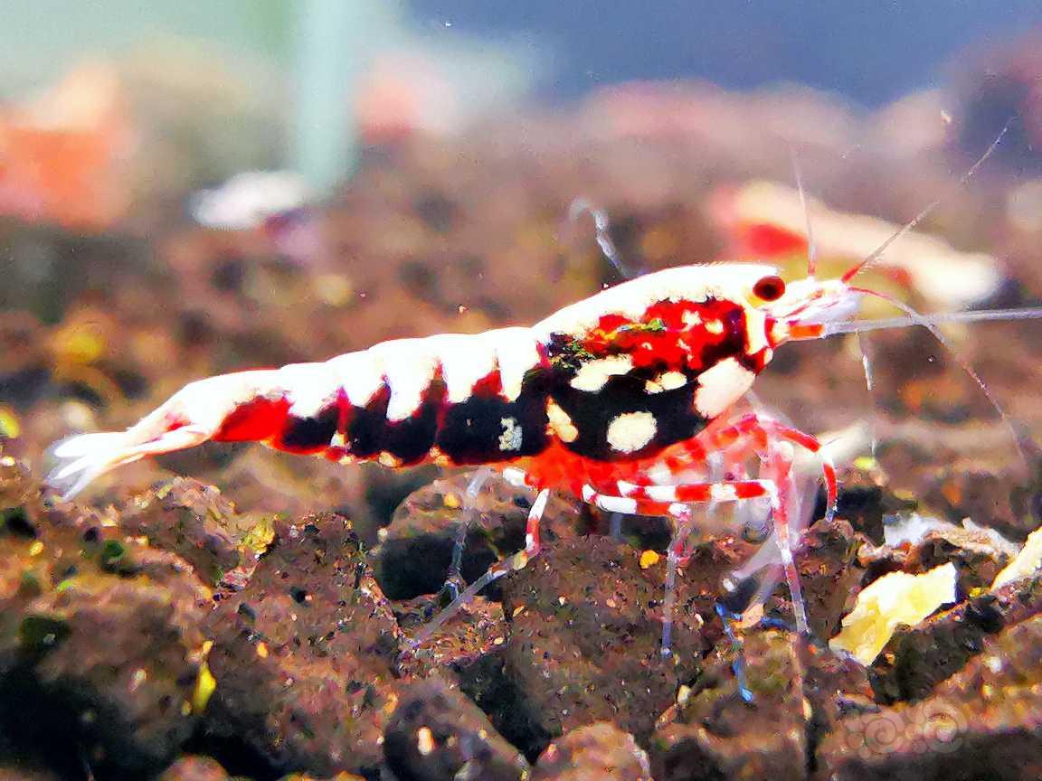 【虾】2022-06-21#RMB拍卖#红银河水晶虾8只-图1