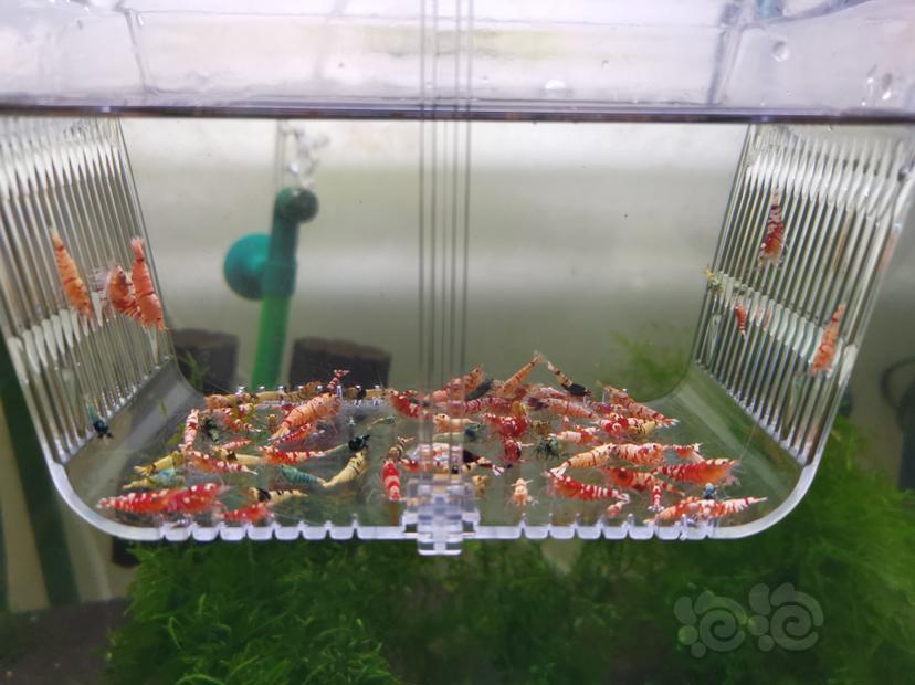 【虾】2022-06-14#RMB拍卖各种淘汰虾一组100只-图2