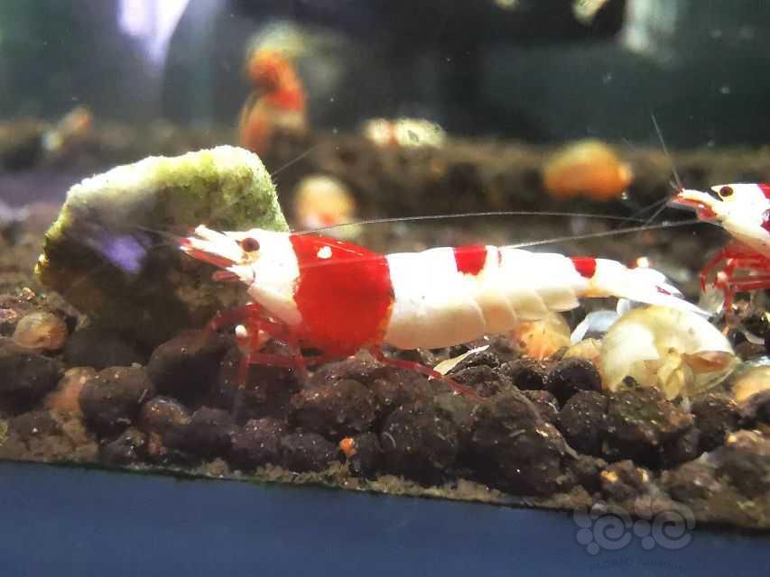 【虾】2022-6-19#RMB拍卖红白3只1公2母-图3