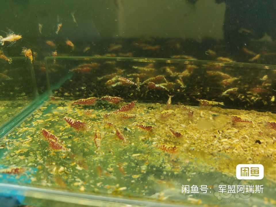 【水晶虾】出观赏虾、红银河、水晶虾3.5元每只-图1