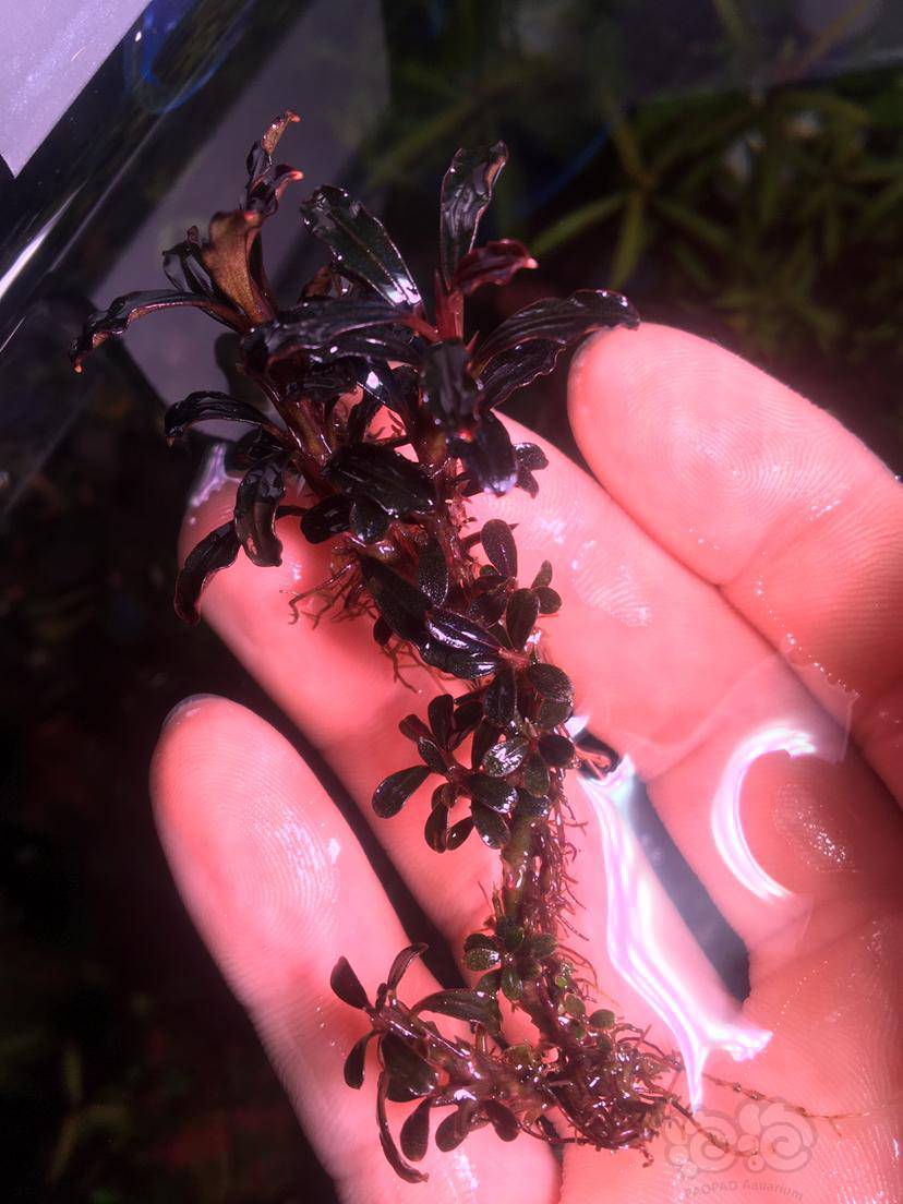 辣椒榕布朗尼幻影-图1