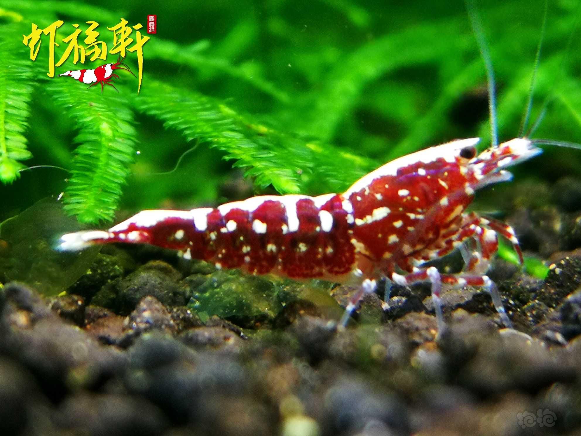 【虾】2022-06-07#RMB拍卖#红银河星钻5只-图4