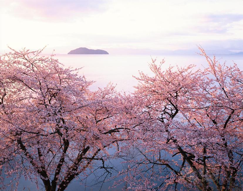 早晨的樱桃树和岛-图1