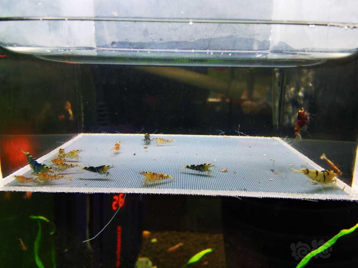 【虾】2022-6-6#RMB#拍卖拍卖黑花虎小苗一份10只-图2