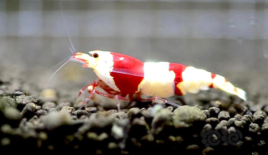 【虾】2022-6-23#RMB拍卖经典三段 红白繁殖组1公2母-图2