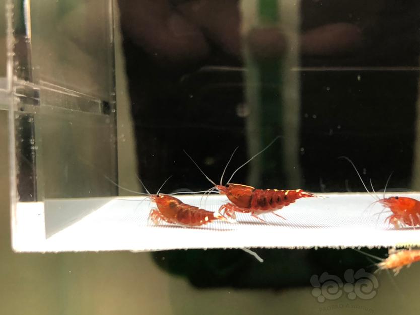【虾】2022-6-20#RMB拍玫瑰金水晶虾一份3只。-图1