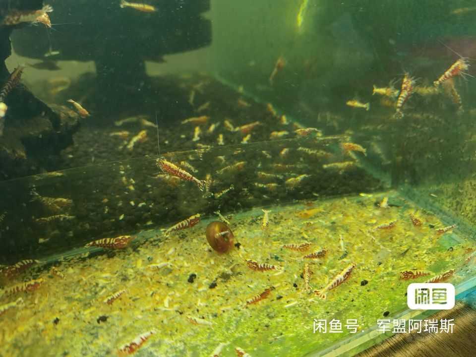 【水晶虾】出观赏虾、红银河、水晶虾3.5元每只-图3