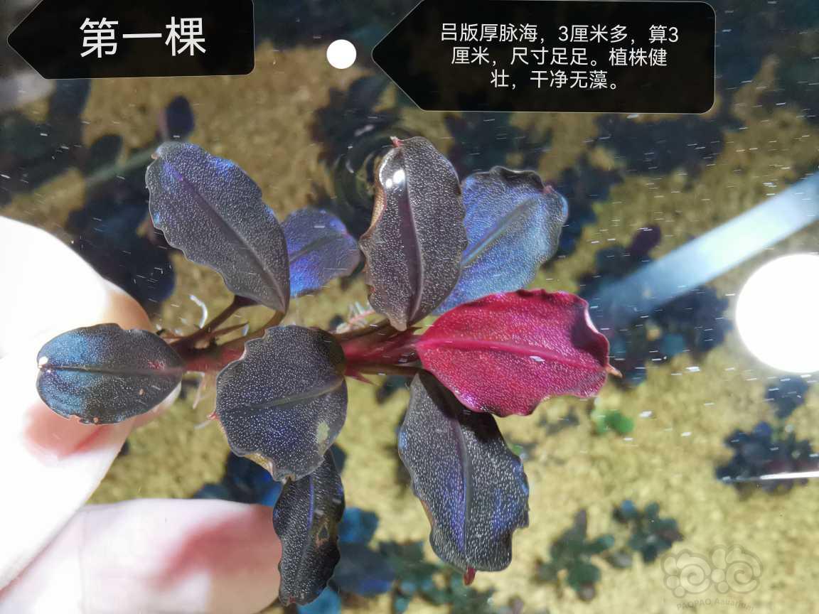 【水草】2022-06-11#RMB拍卖#吕版厚脉海、冰碎14圆海-图1