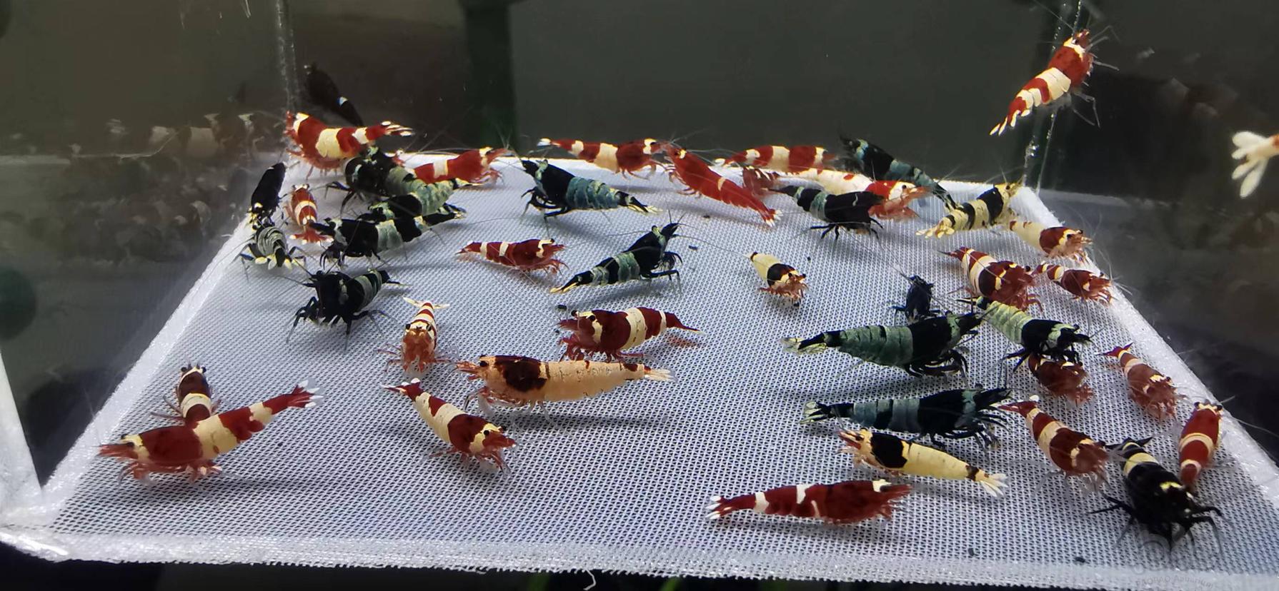 【虾】2022-06-16#RMB拍卖#水晶虾1份50只-图1