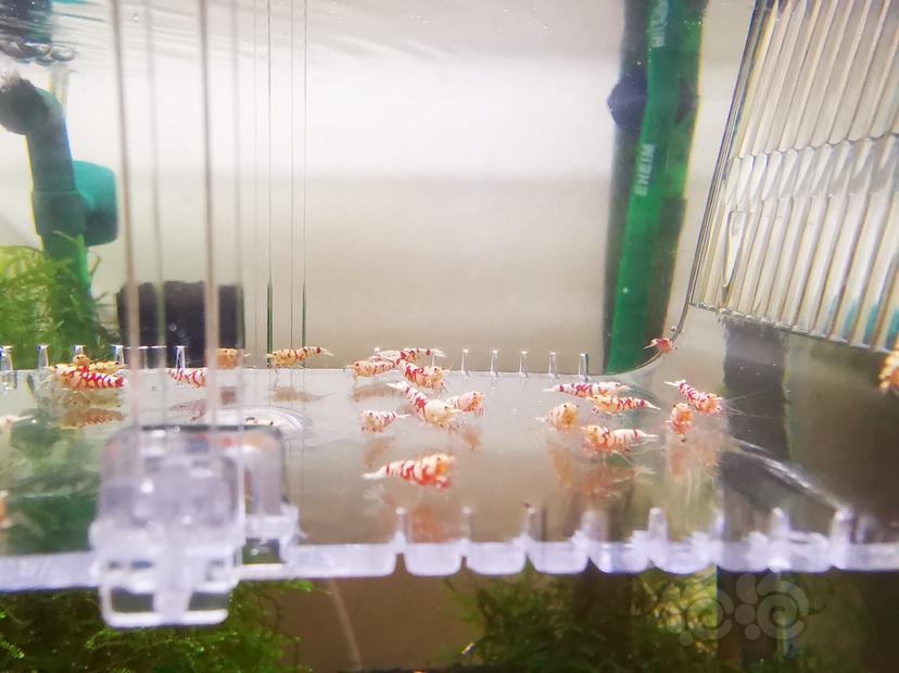【虾】2022-06-16#RMB拍卖二线红花虎幼虾一组30只-图3