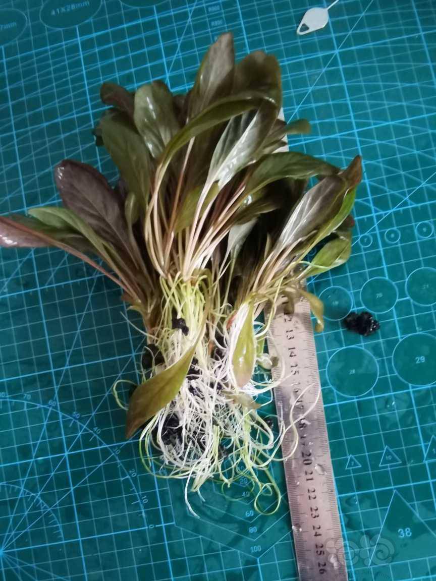 极乐鸟水草-图3