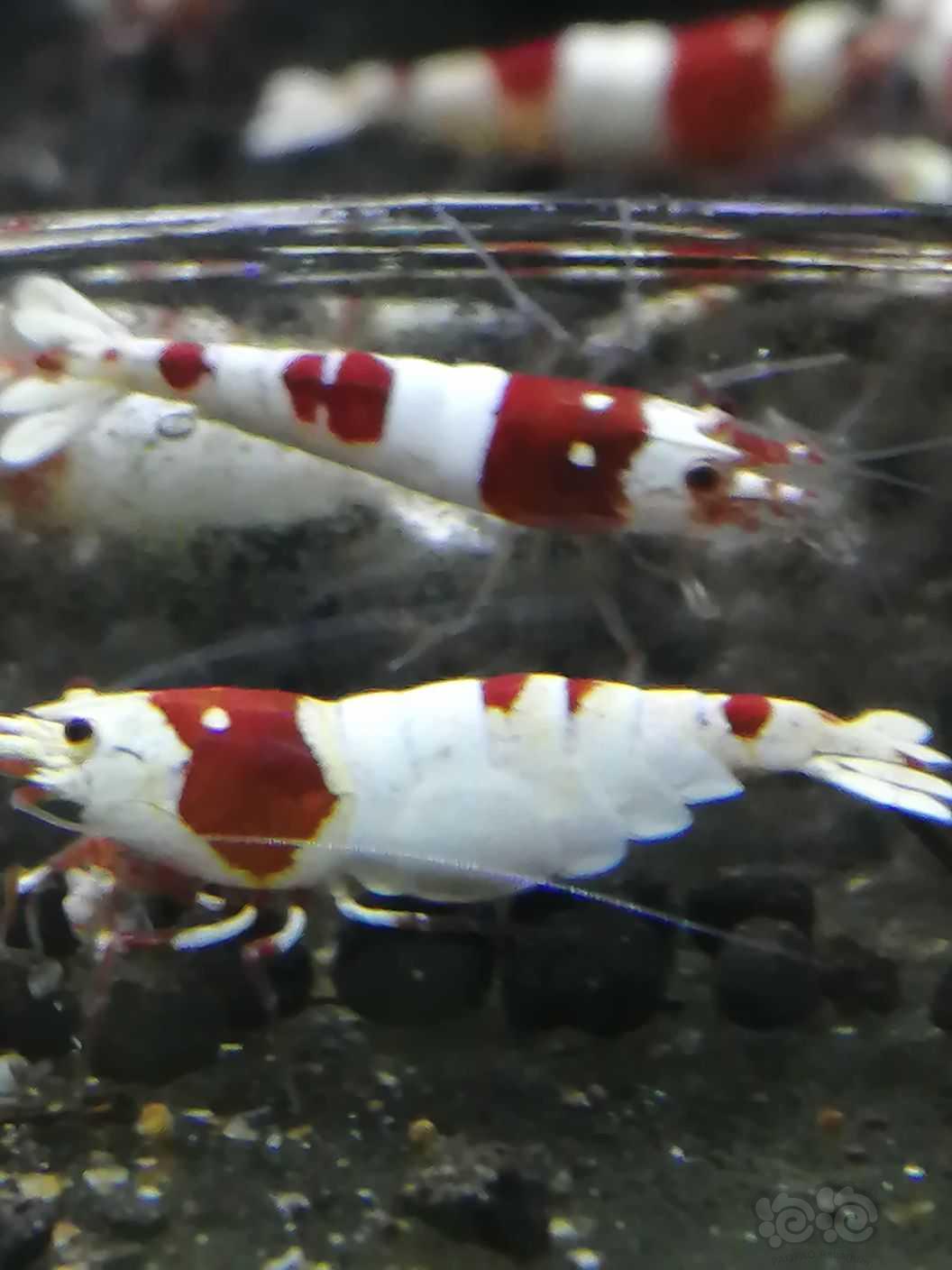 【水晶虾】纯红白水晶虾-图9