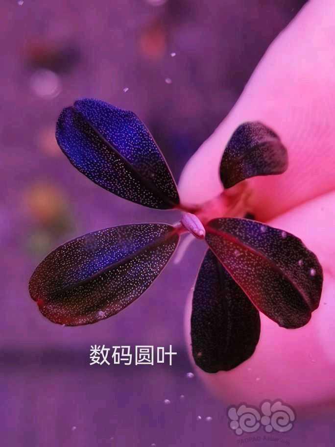 【水草】2022-06-13#RMB拍卖#三丛无名-图5