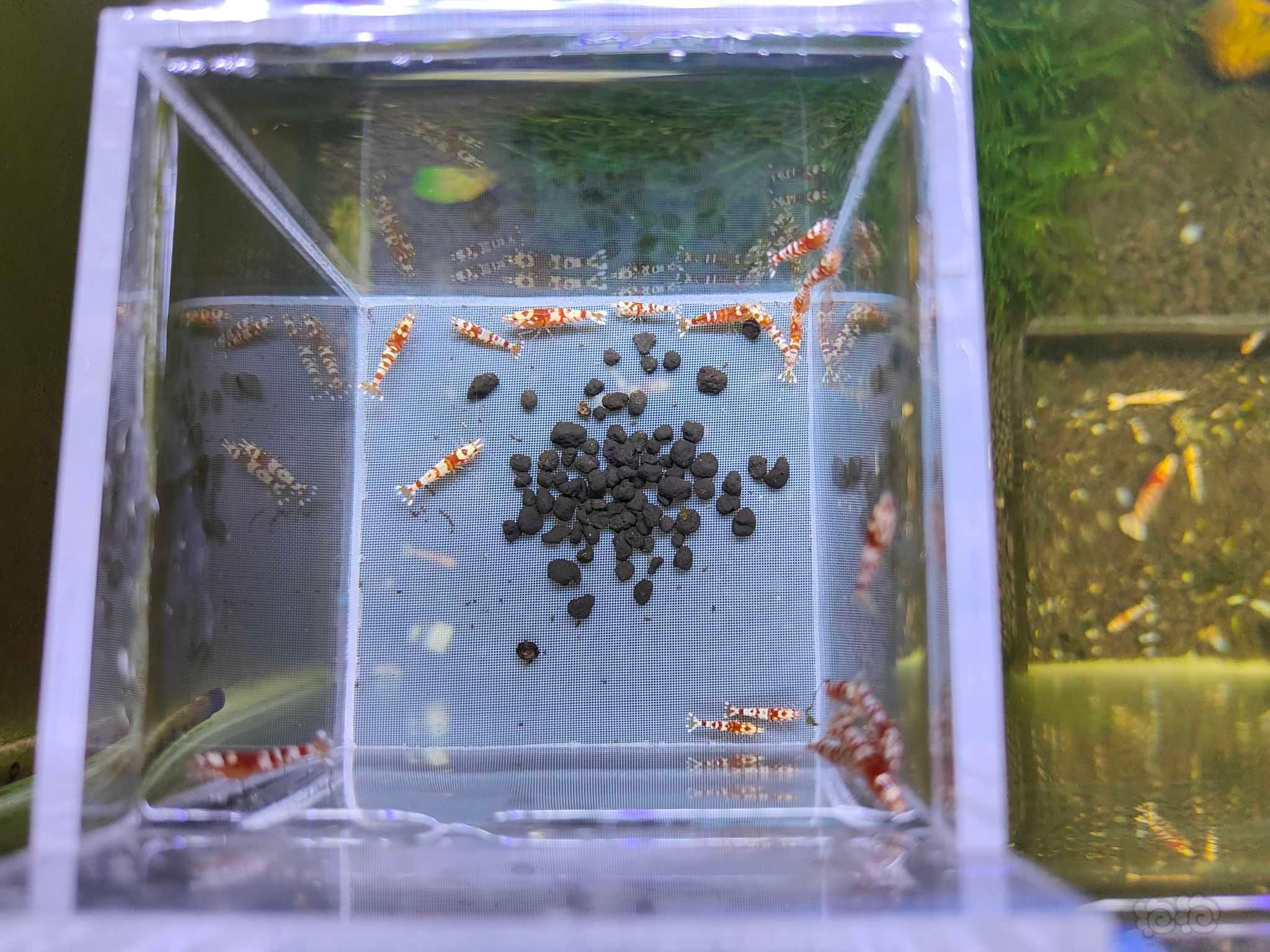 【水晶虾】出售红花虎苗20只（0.6～0.8）-图3