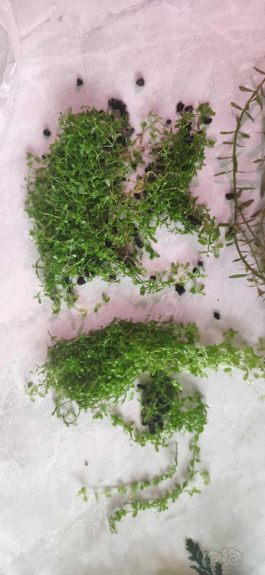 黑木蕨，雨裂，趴地，辣椒榕出售-图6