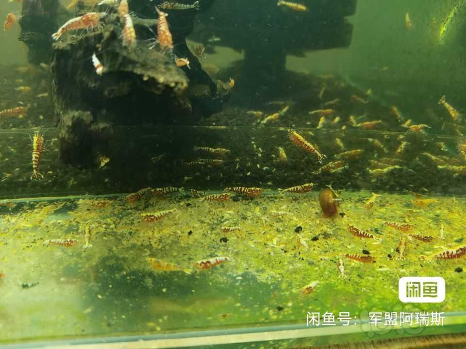 【水晶虾】出售红银河水晶虾苗子-图5