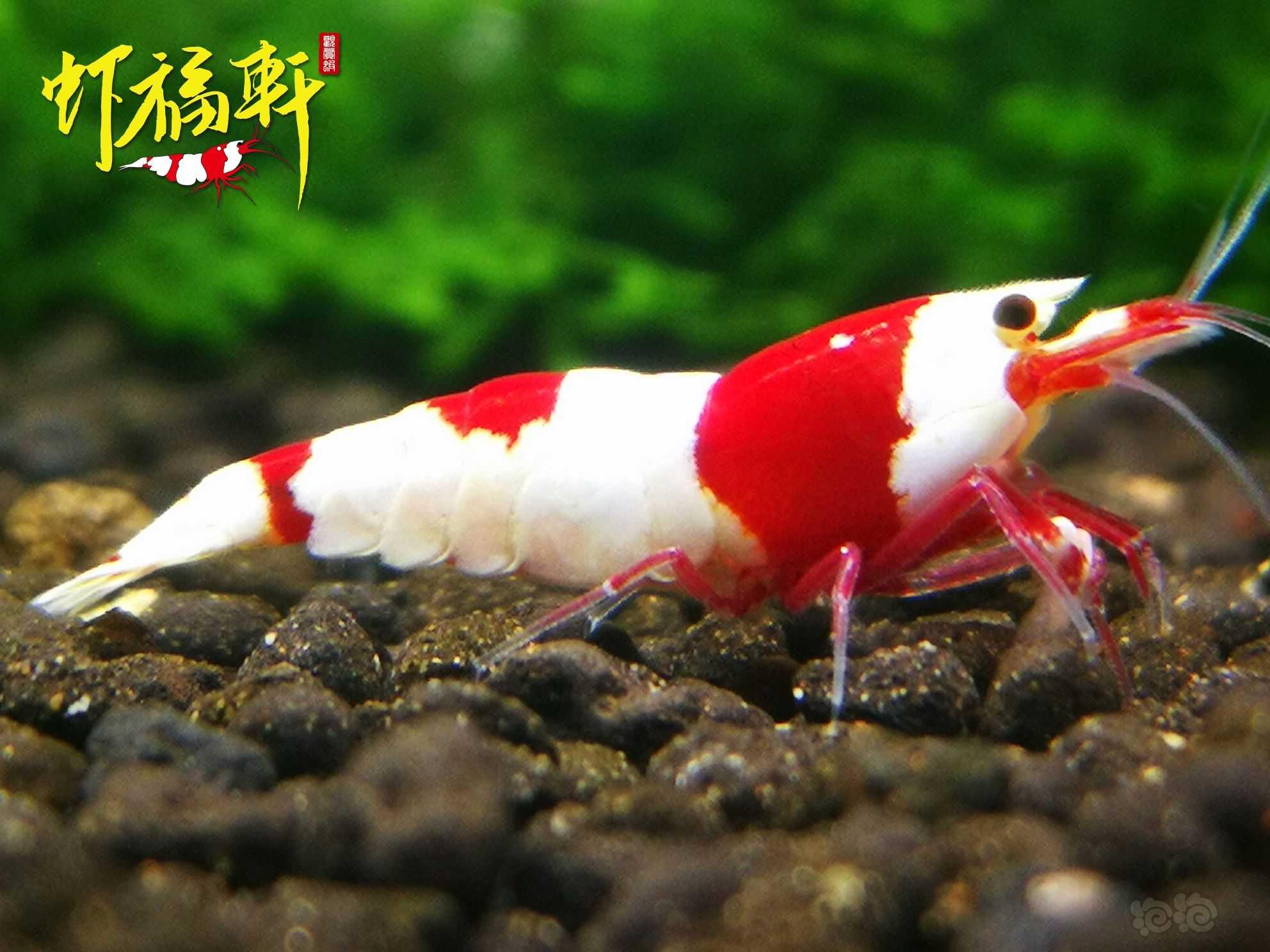 【虾】2022-06-19#RMB拍卖#品质红白2只-图4
