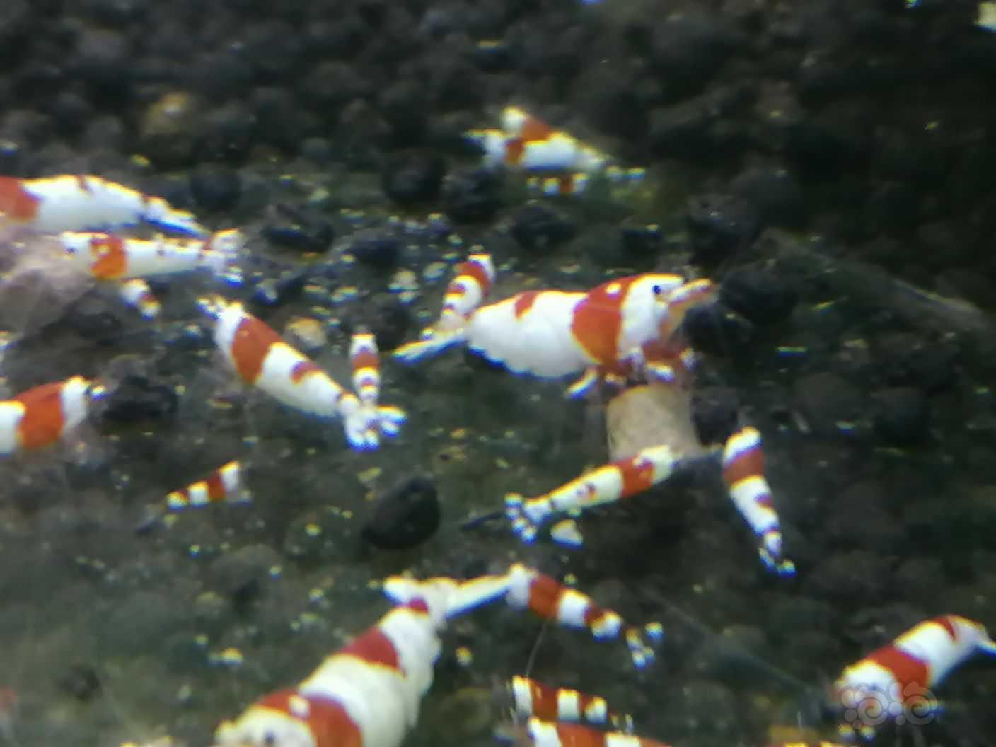 【水晶虾】出纯血红白水晶虾，0.8--1.2左右小苗-图3