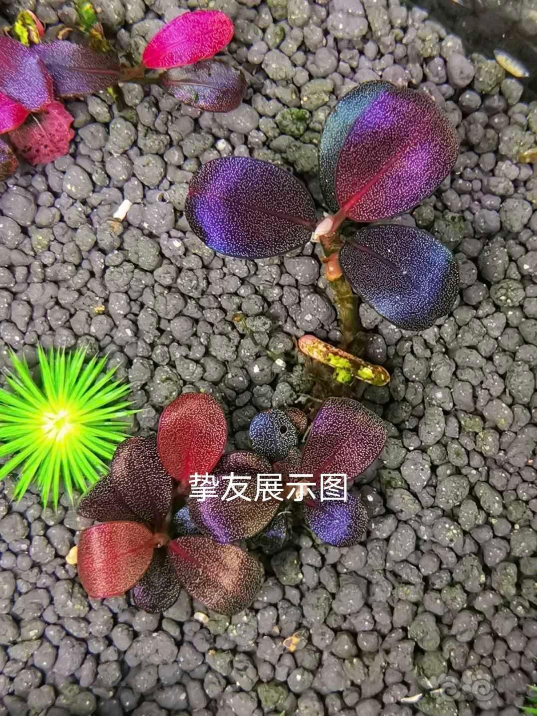【水草】2022-06-17#RMB拍卖#挚友4厘米-图4