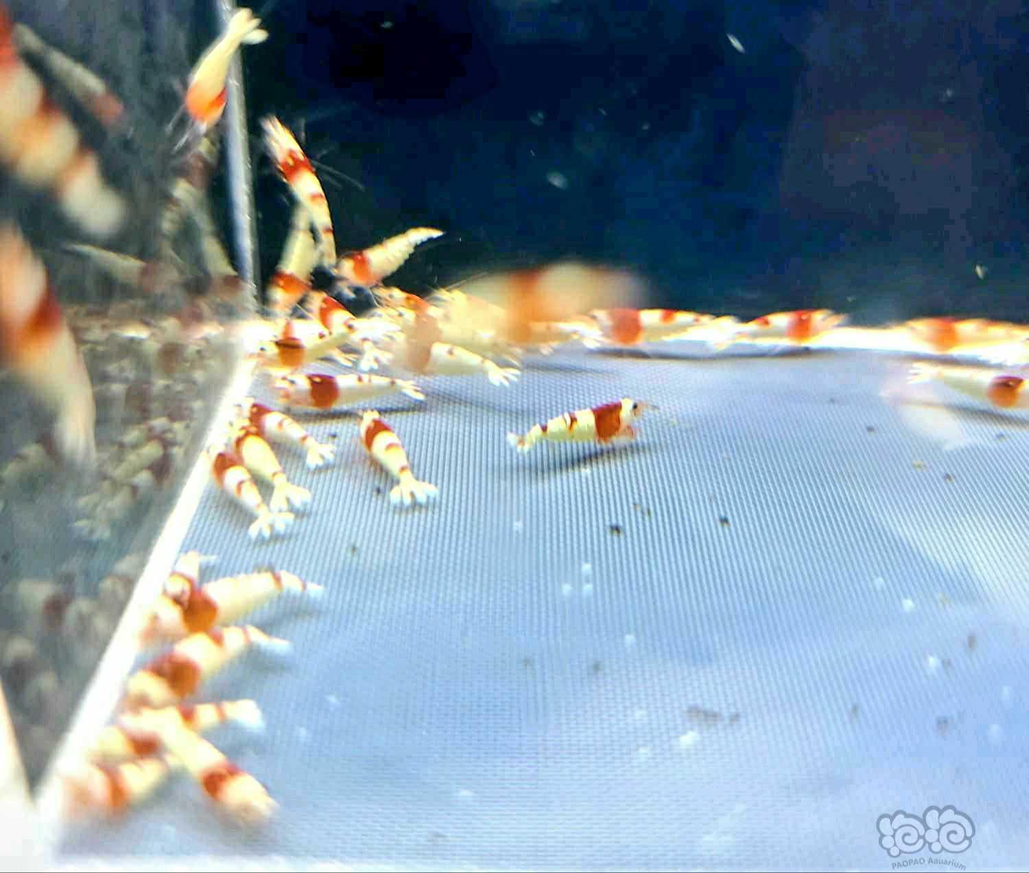 【虾】2022-06-2#RMB拍卖#红白苗子50只-图2
